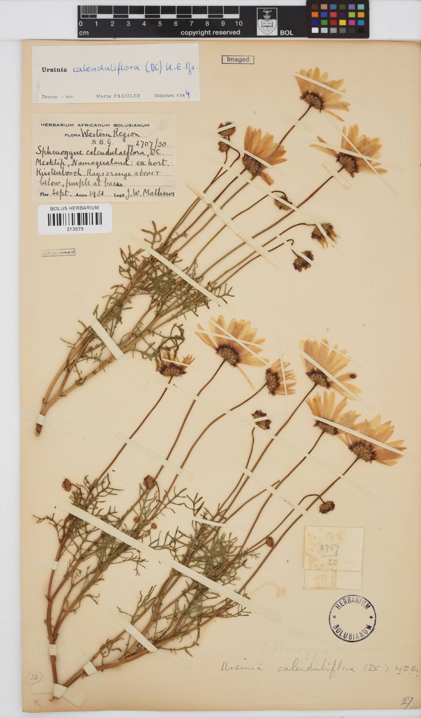 Ursinia calenduliflora image