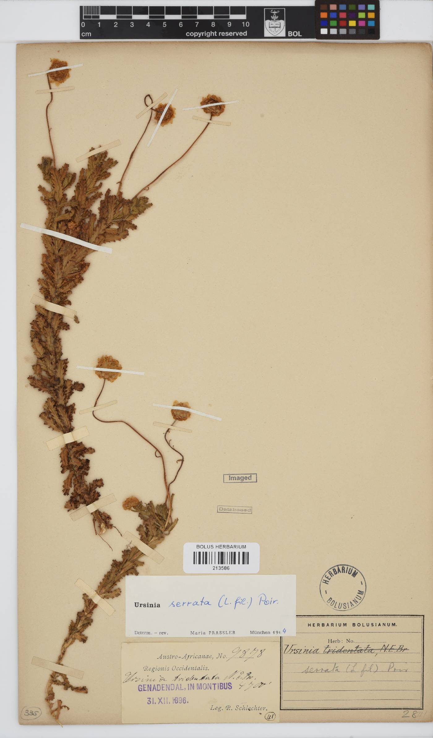 Ursinia serrata image