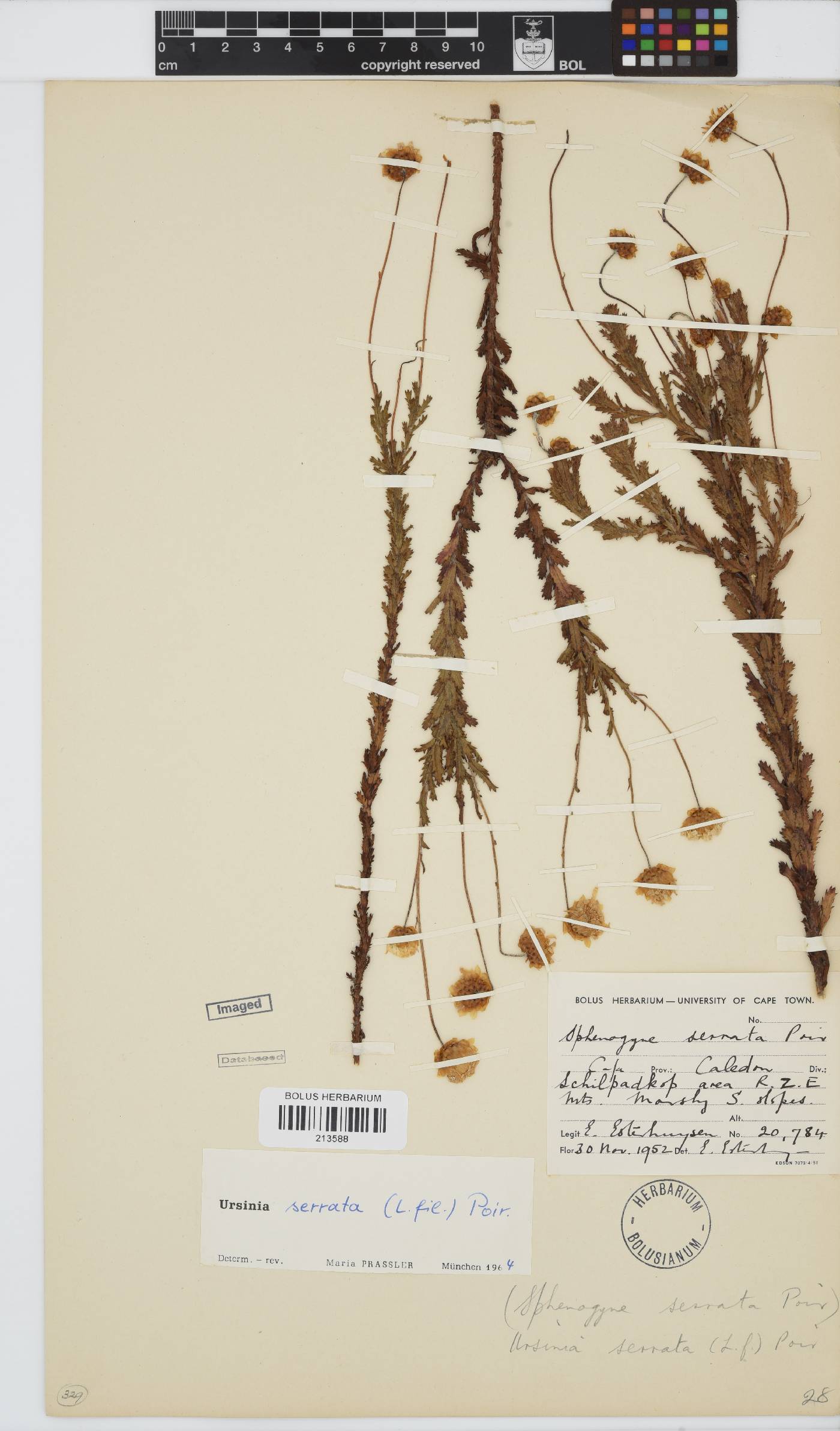 Ursinia serrata image