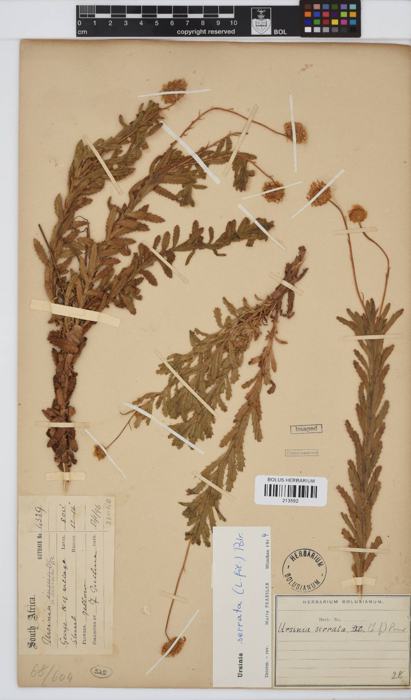 Ursinia serrata image