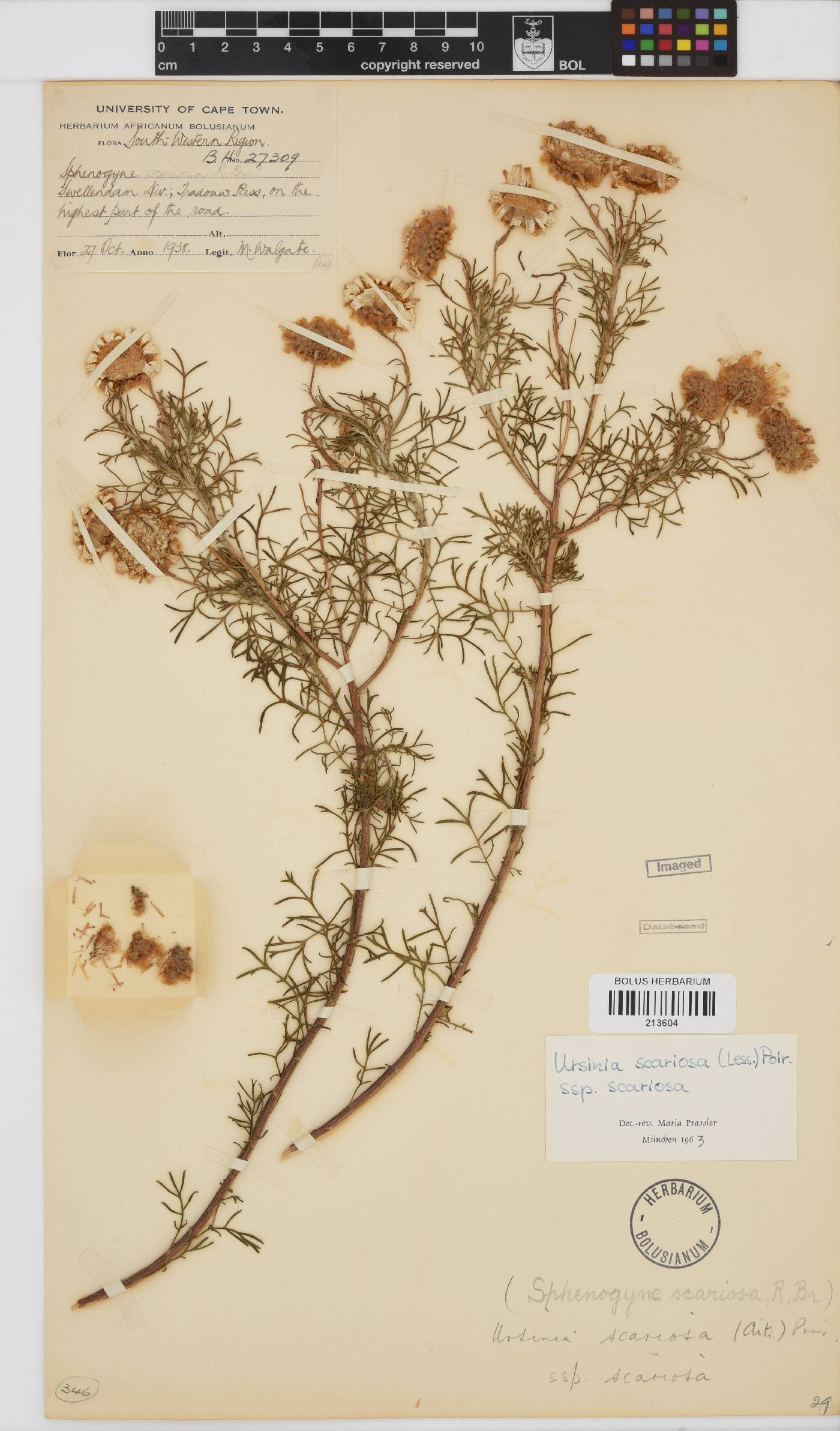 Ursinia scariosa subsp. scariosa image