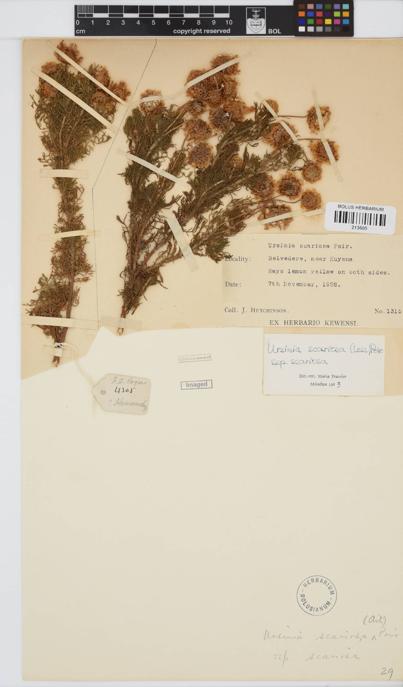 Ursinia scariosa subsp. scariosa image
