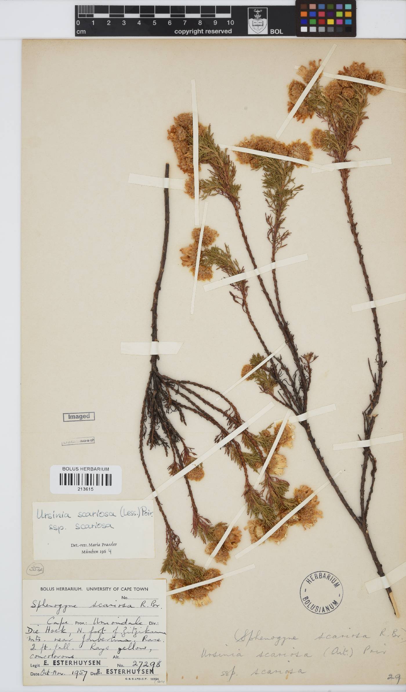 Ursinia scariosa subsp. scariosa image