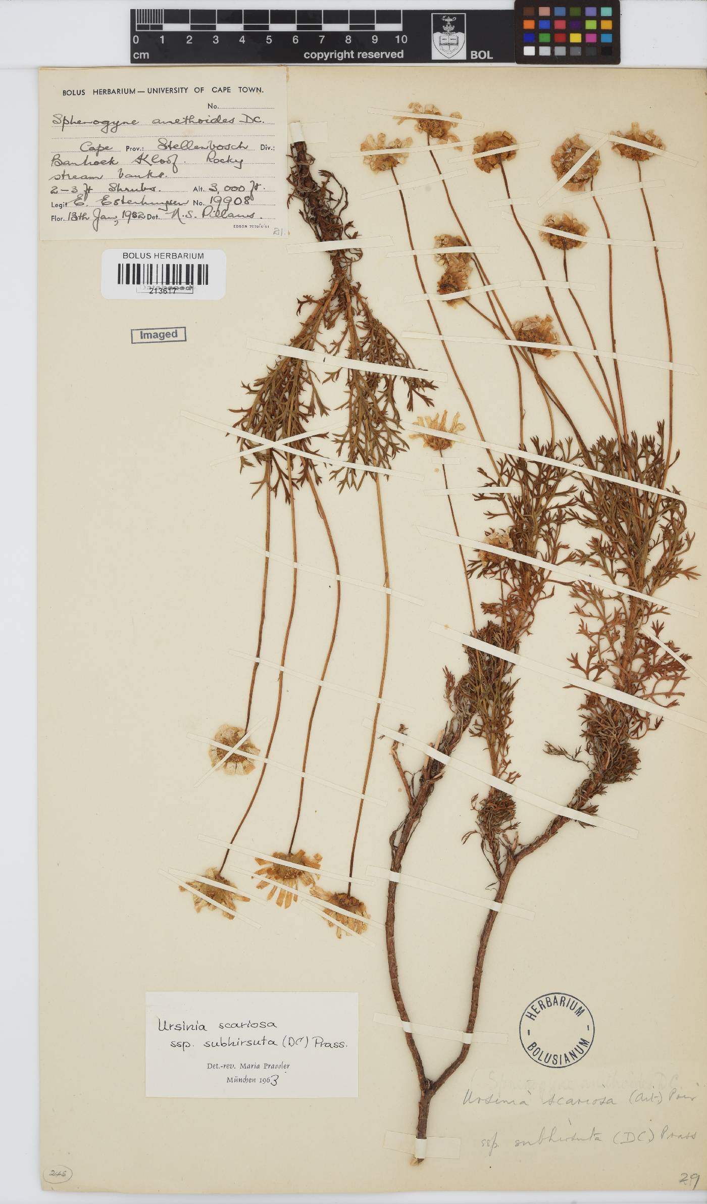 Ursinia scariosa image