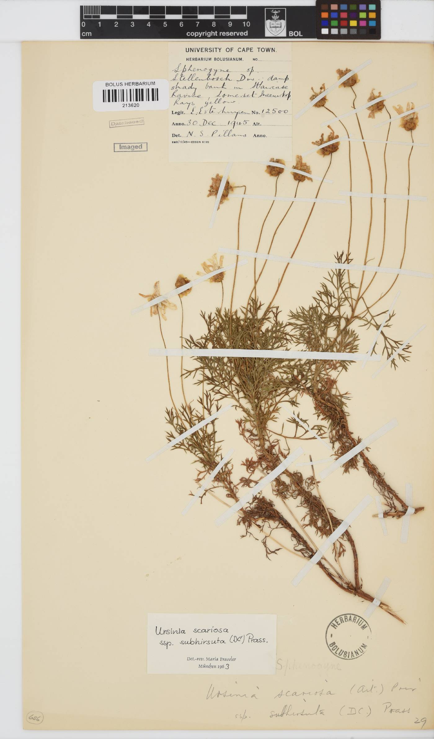 Ursinia scariosa image