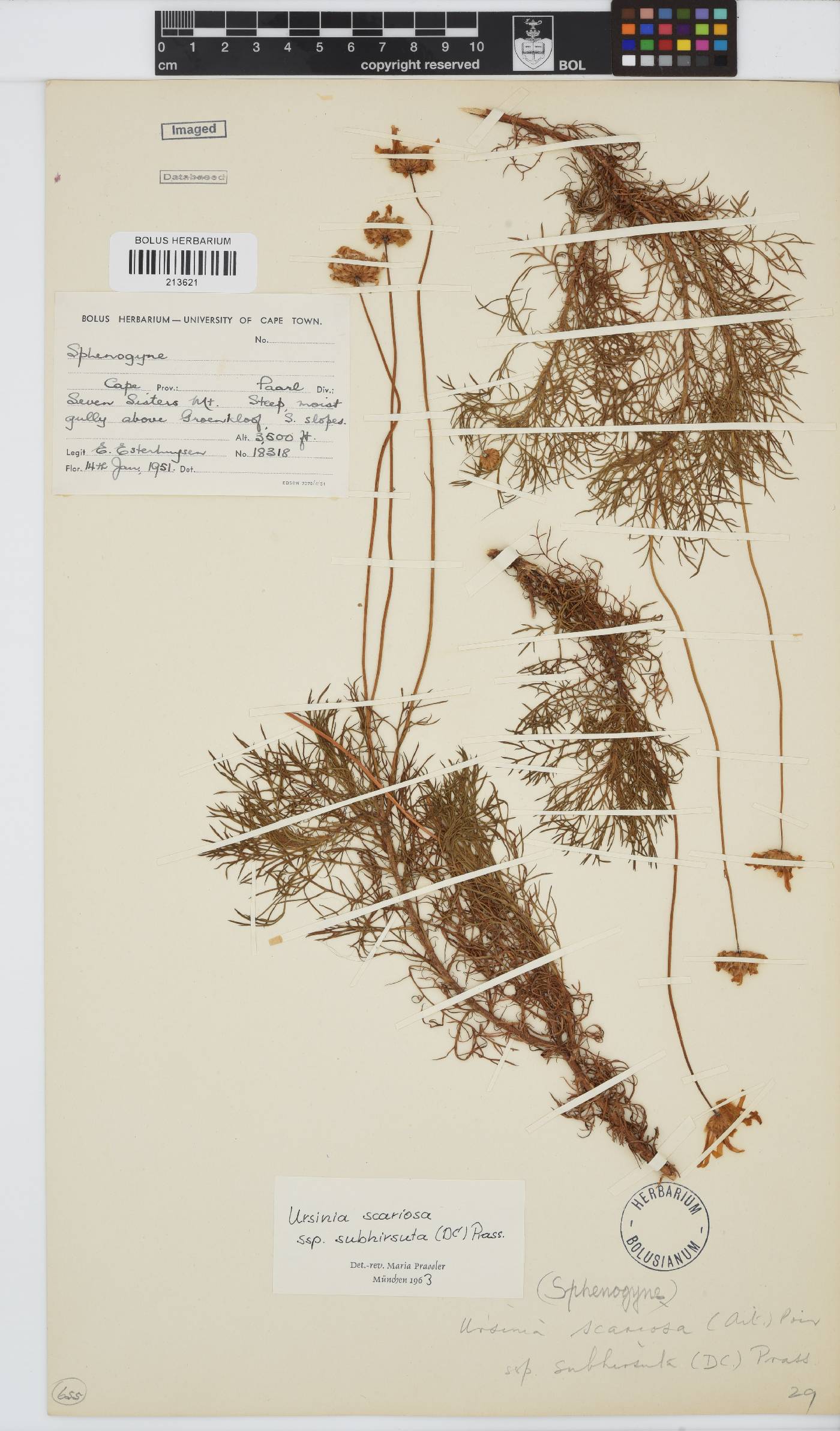 Ursinia scariosa image