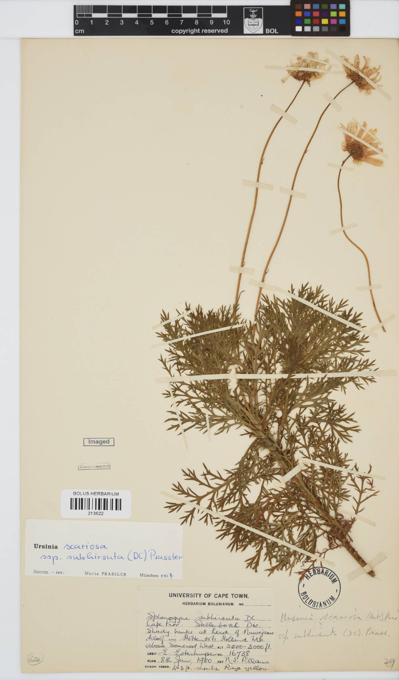 Ursinia scariosa image