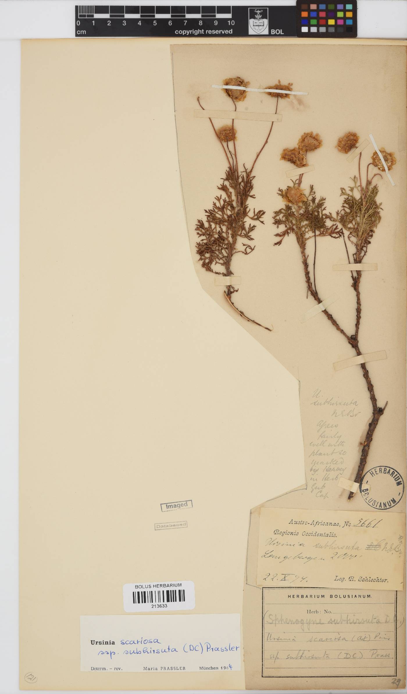 Ursinia scariosa subsp. subhirsuta image