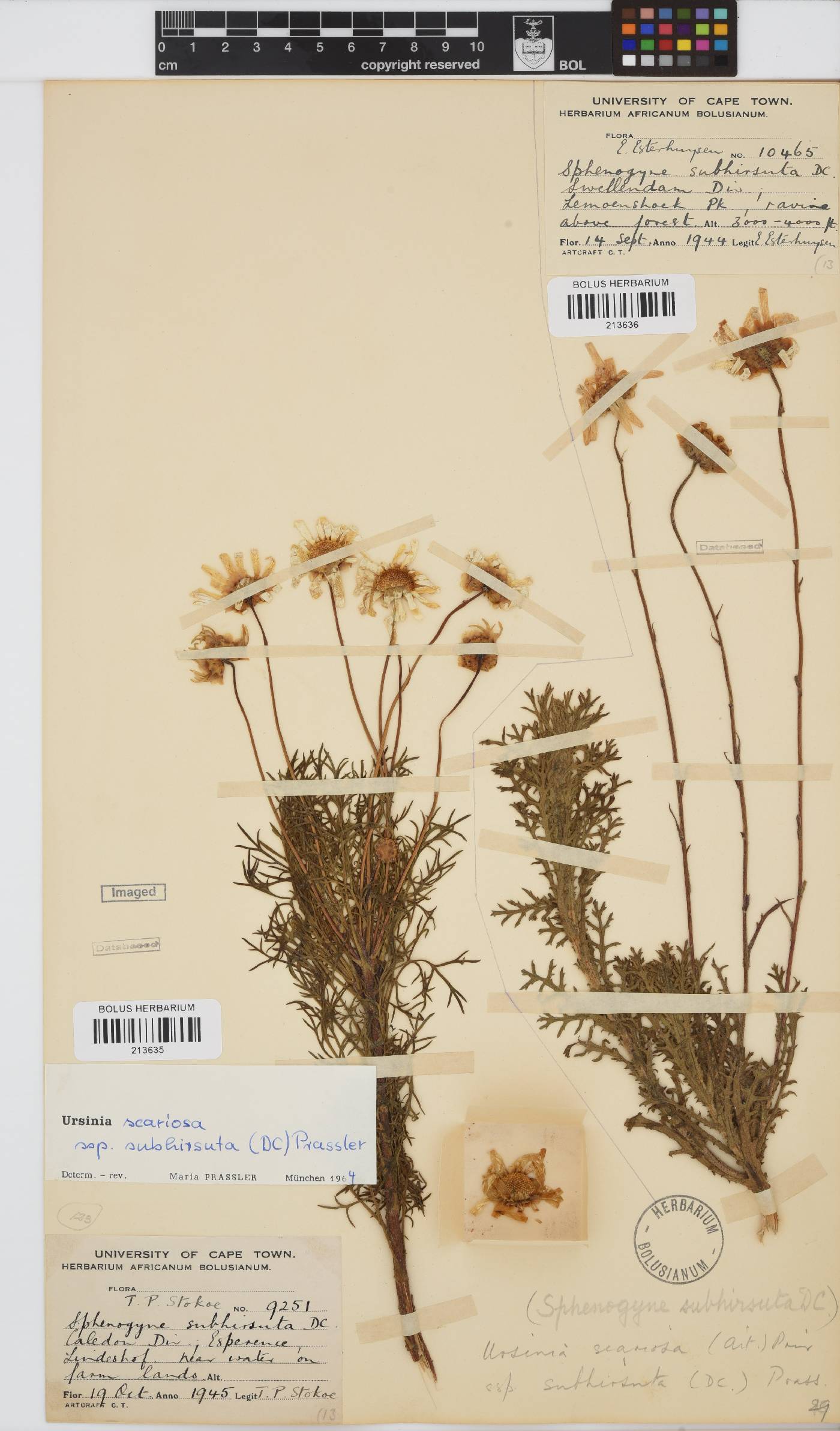 Ursinia scariosa subsp. subhirsuta image