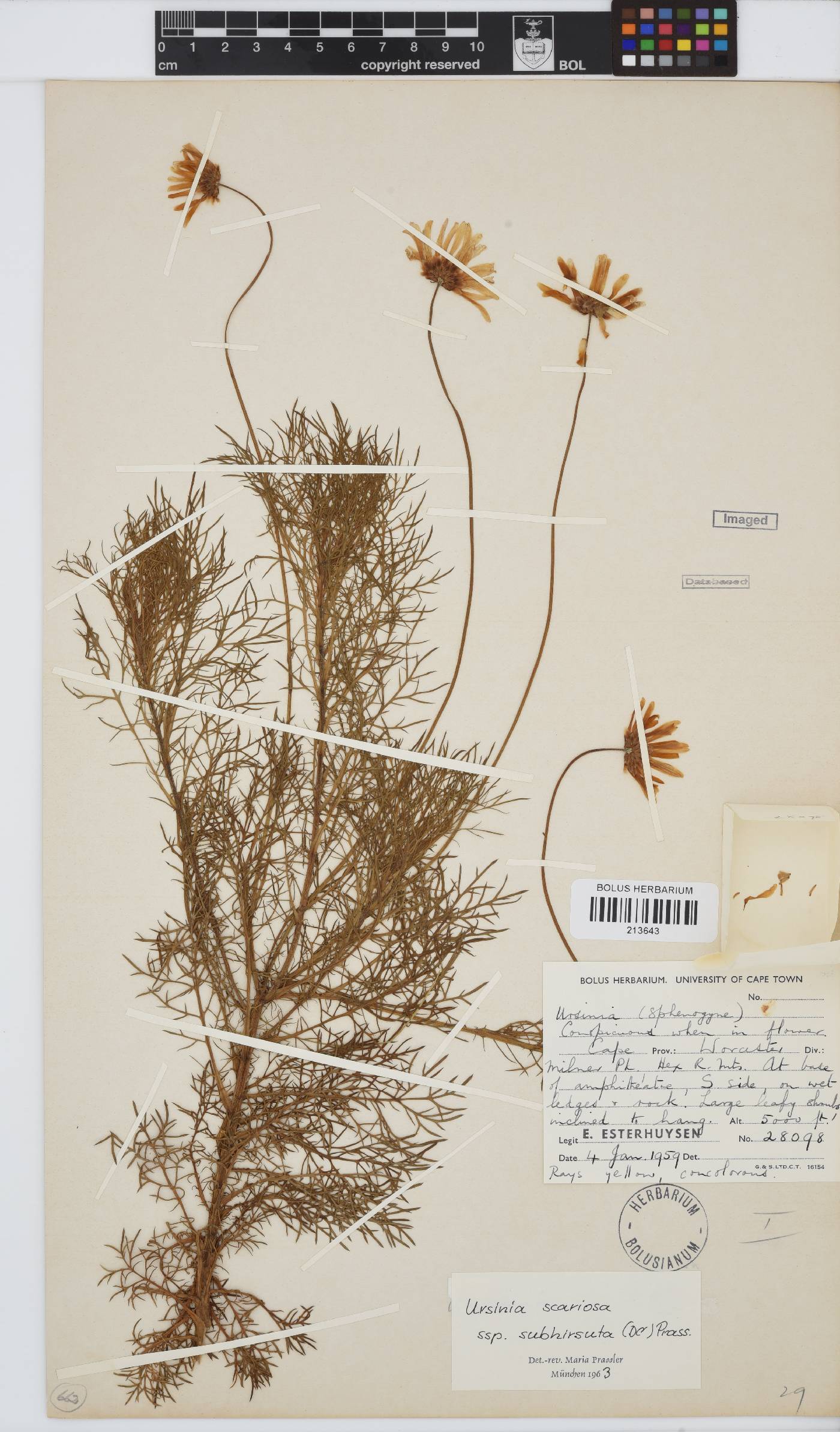 Ursinia scariosa subsp. subhirsuta image