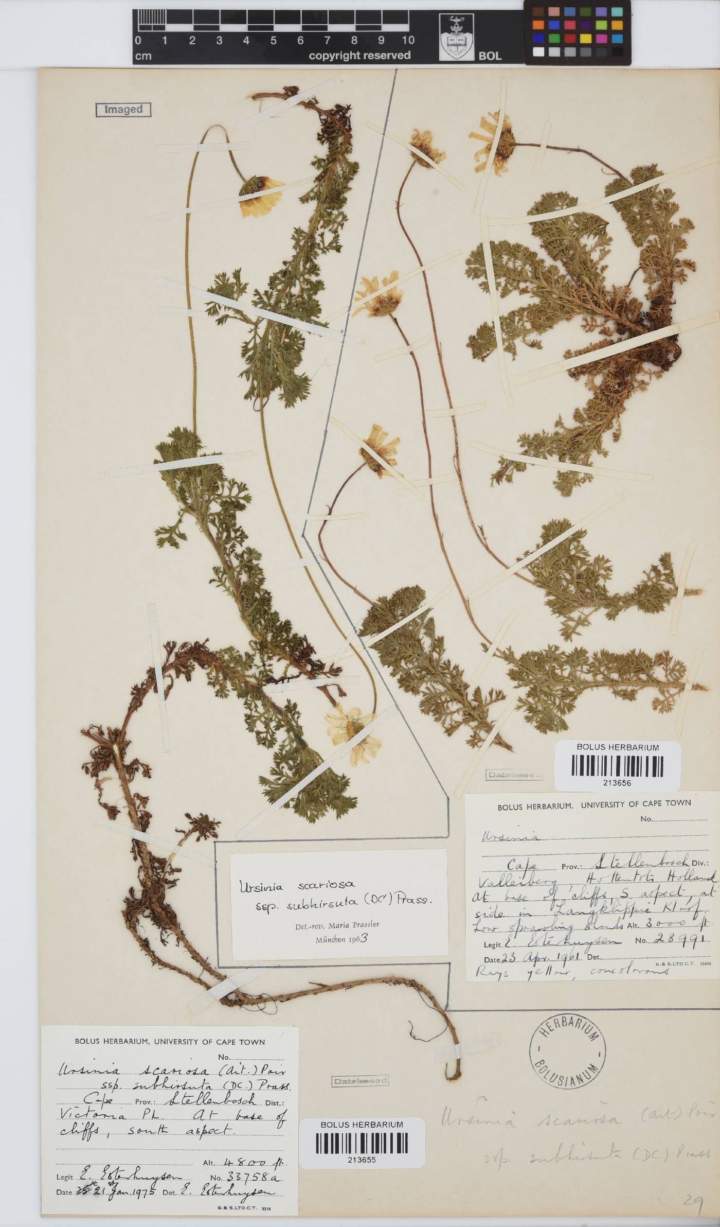Ursinia scariosa subsp. subhirsuta image