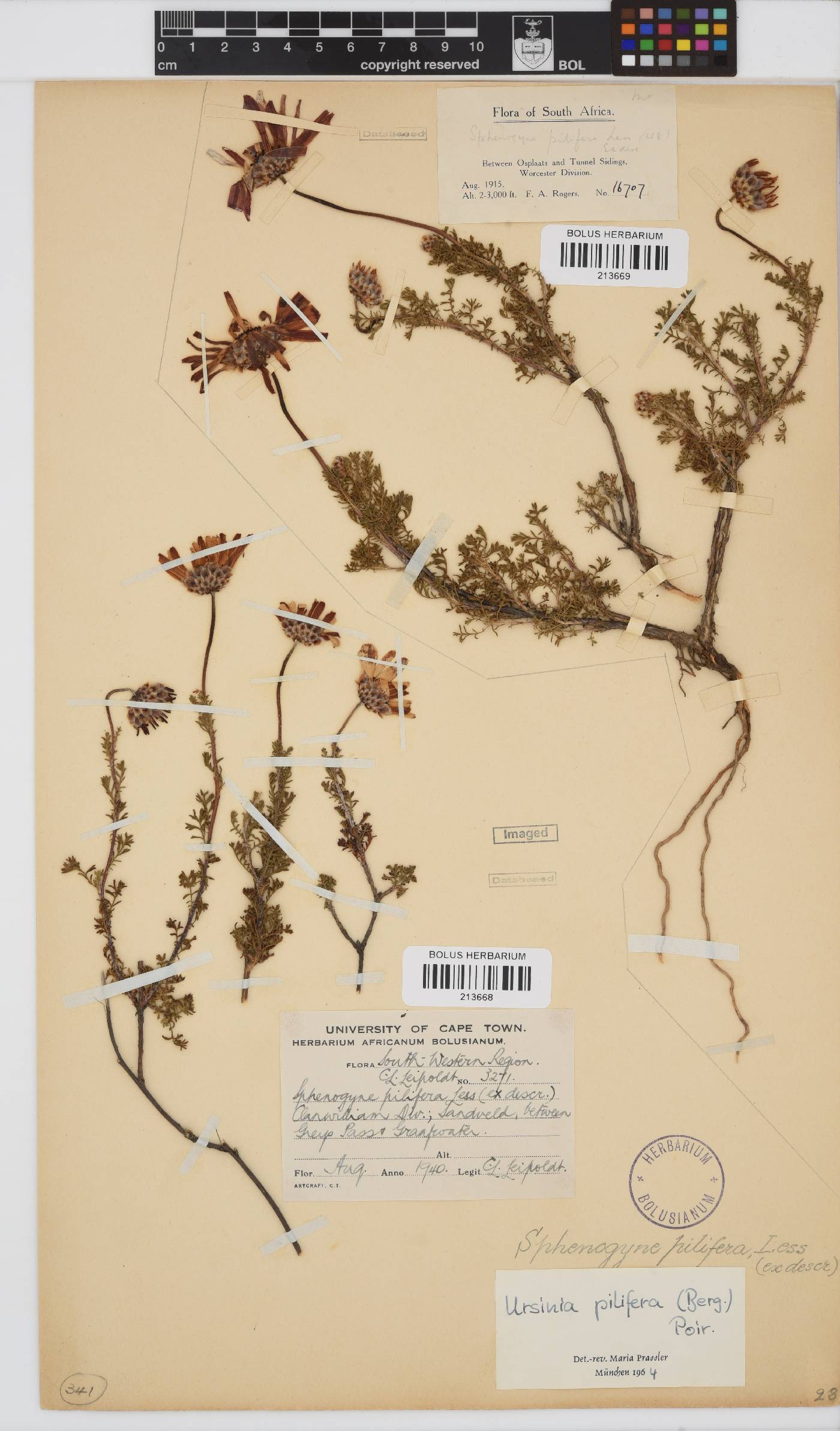 Ursinia pilifera image