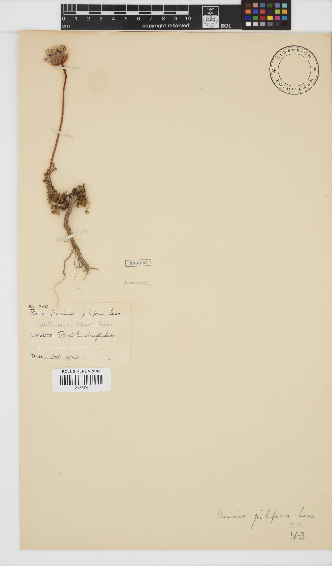 Ursinia pilifera image