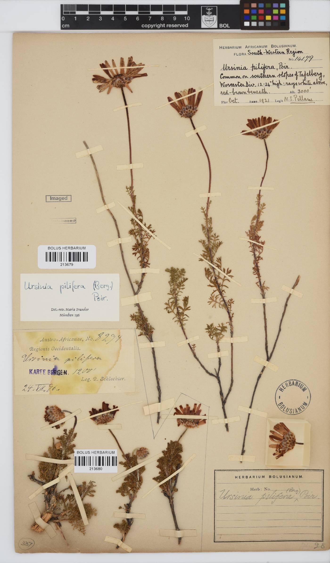 Ursinia pilifera image