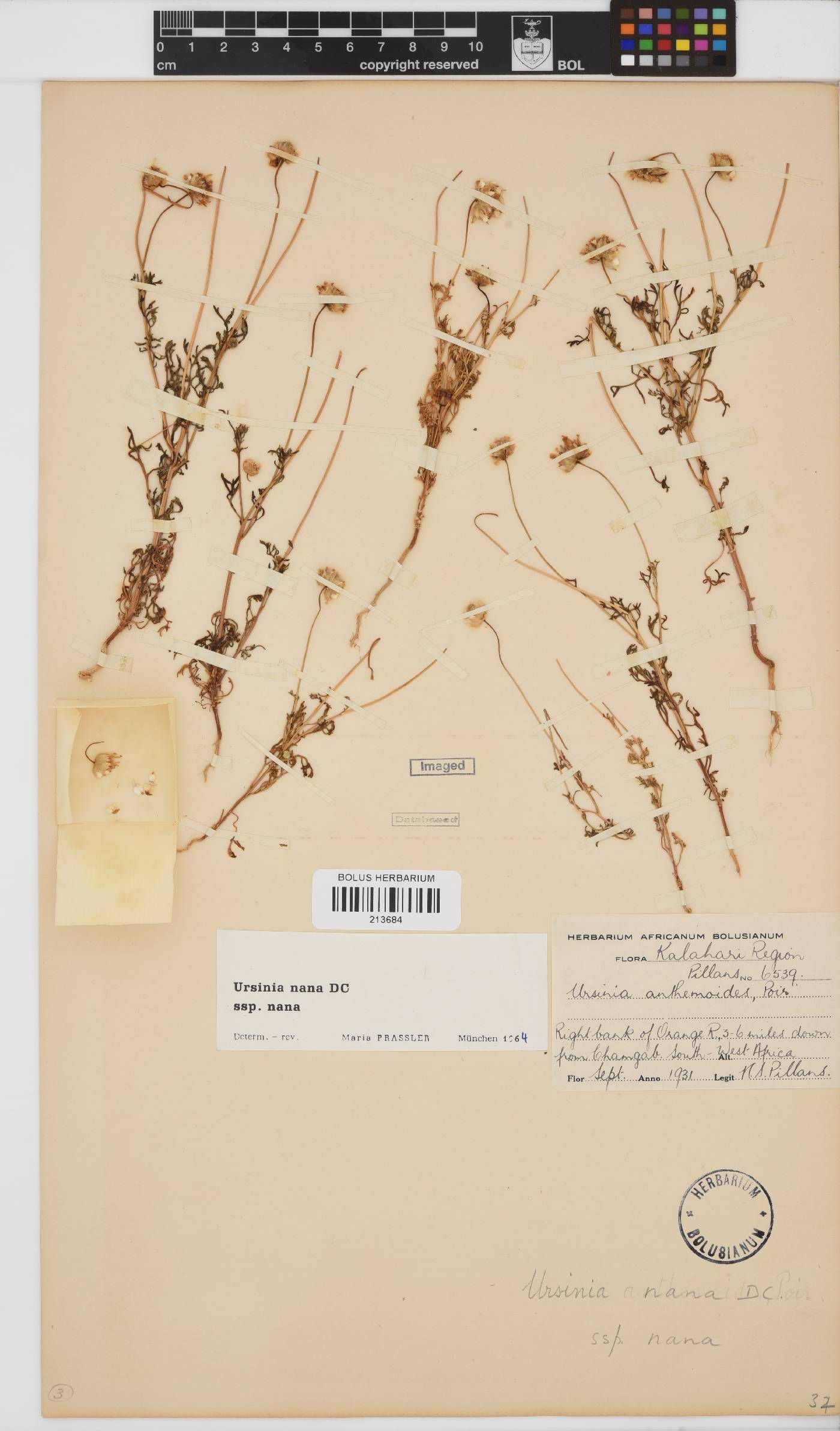 Ursinia nana image