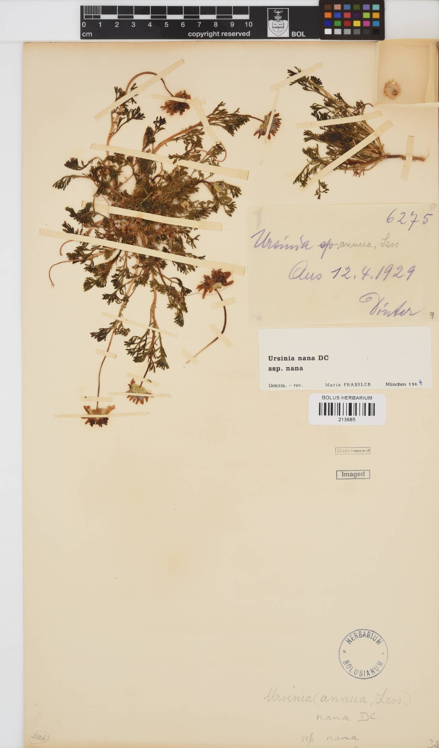 Ursinia nana subsp. nana image