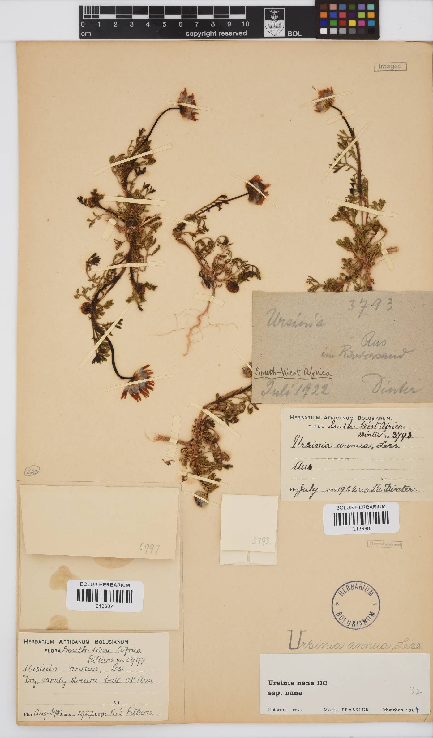 Ursinia nana subsp. nana image