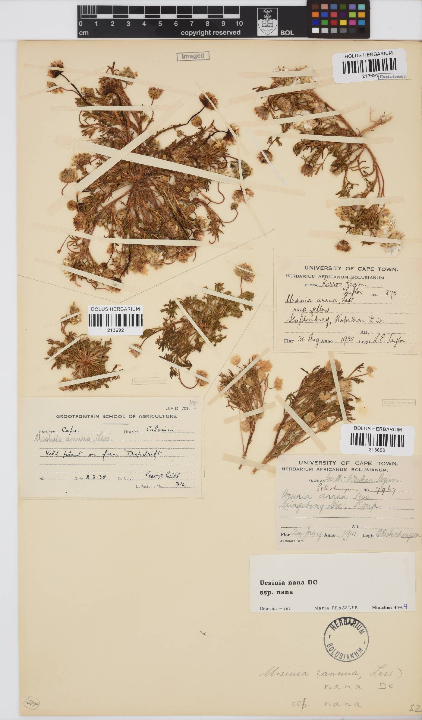 Ursinia nana subsp. nana image