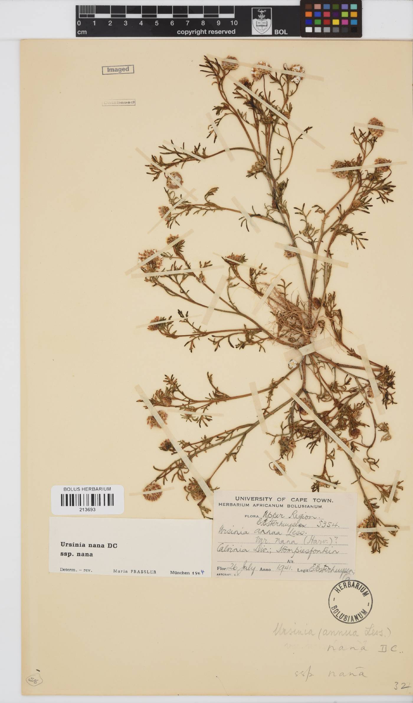 Ursinia nana subsp. nana image