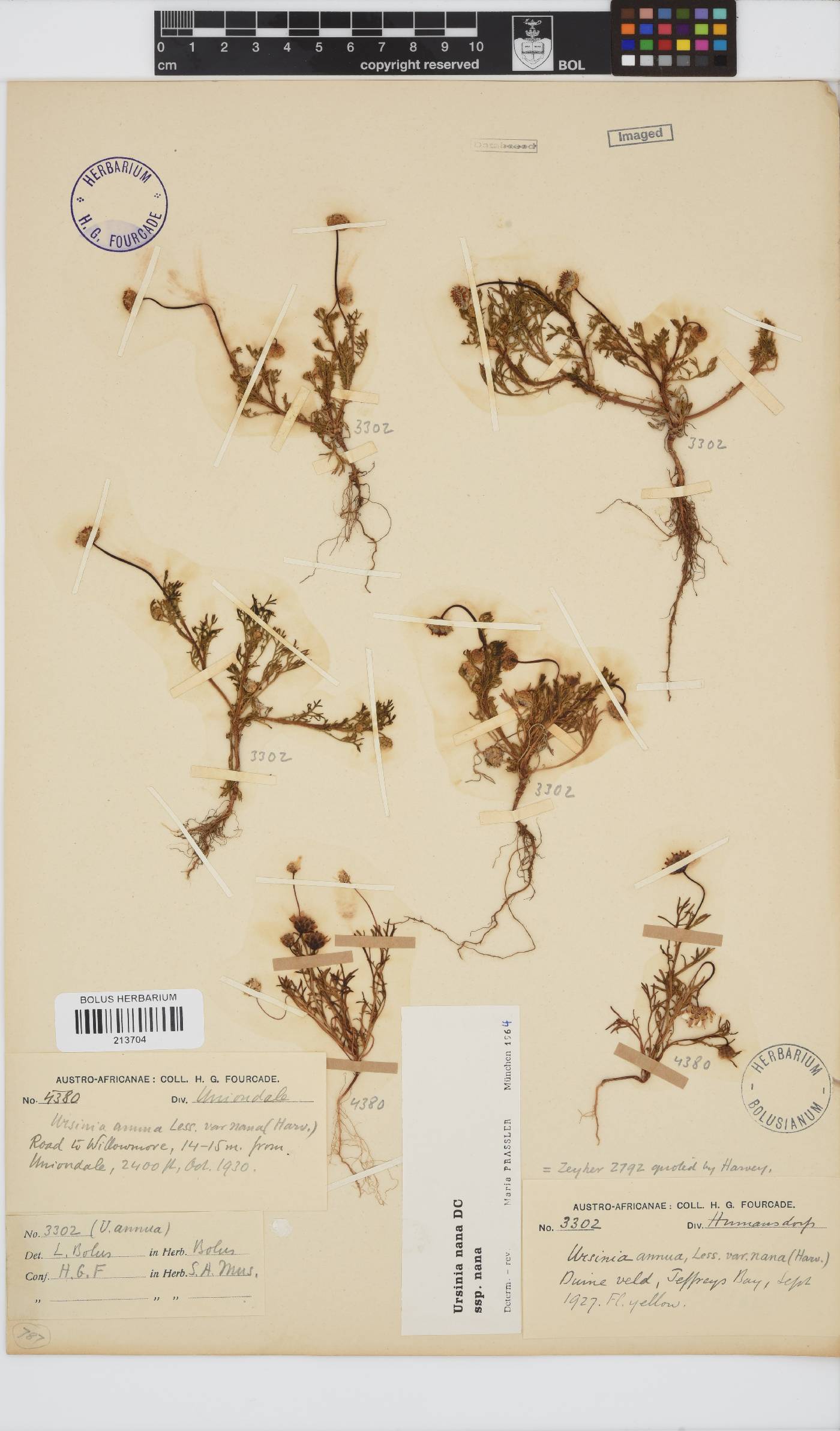 Ursinia nana subsp. nana image