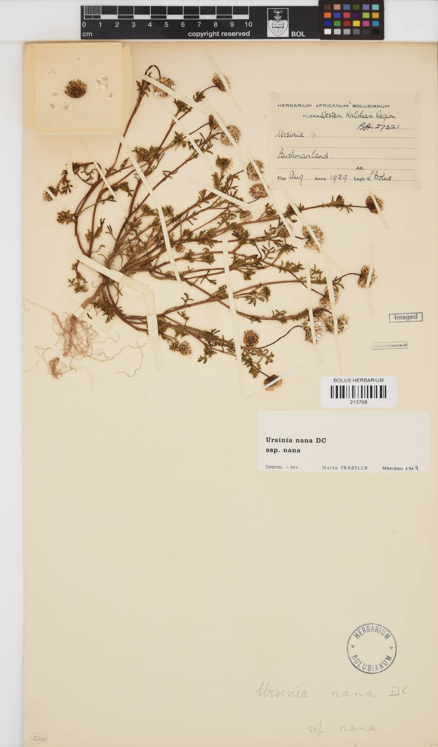 Ursinia nana subsp. nana image