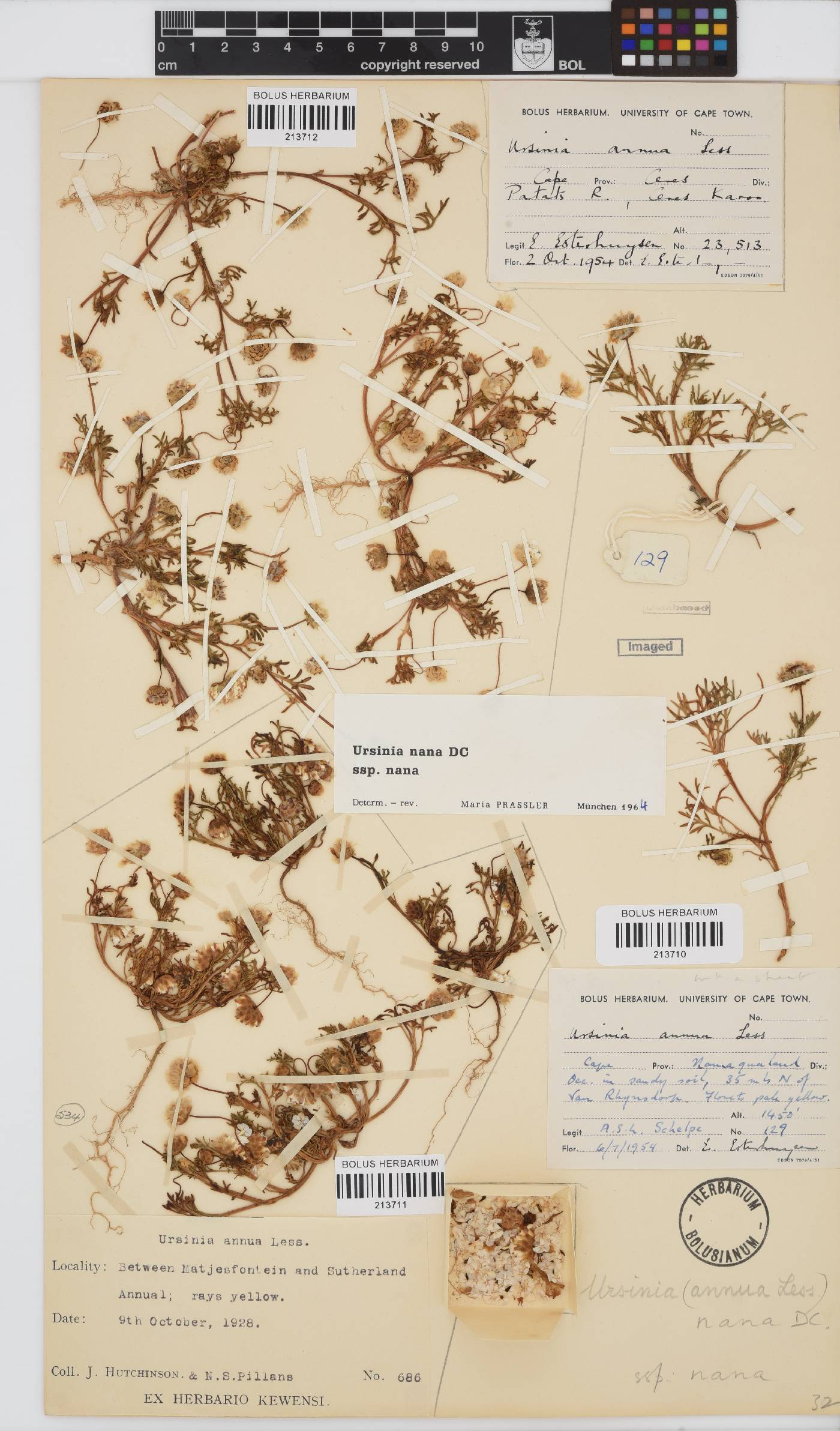 Ursinia nana image