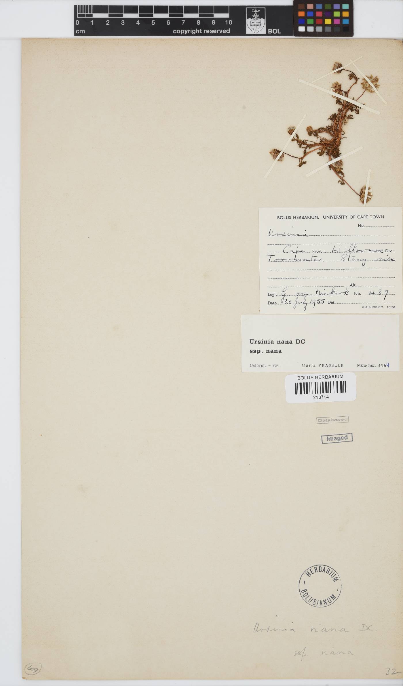 Ursinia nana subsp. nana image