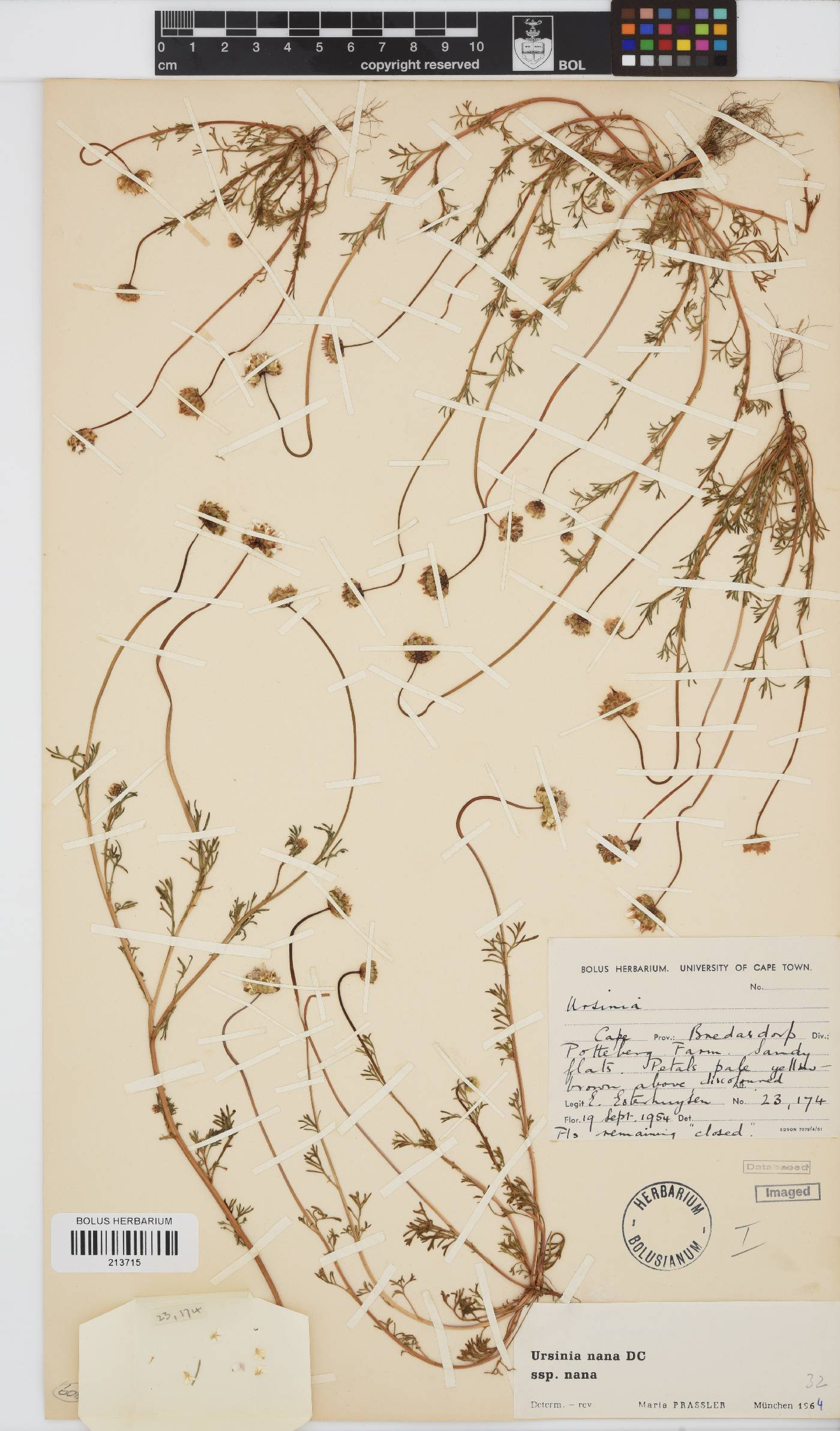 Ursinia nana subsp. nana image