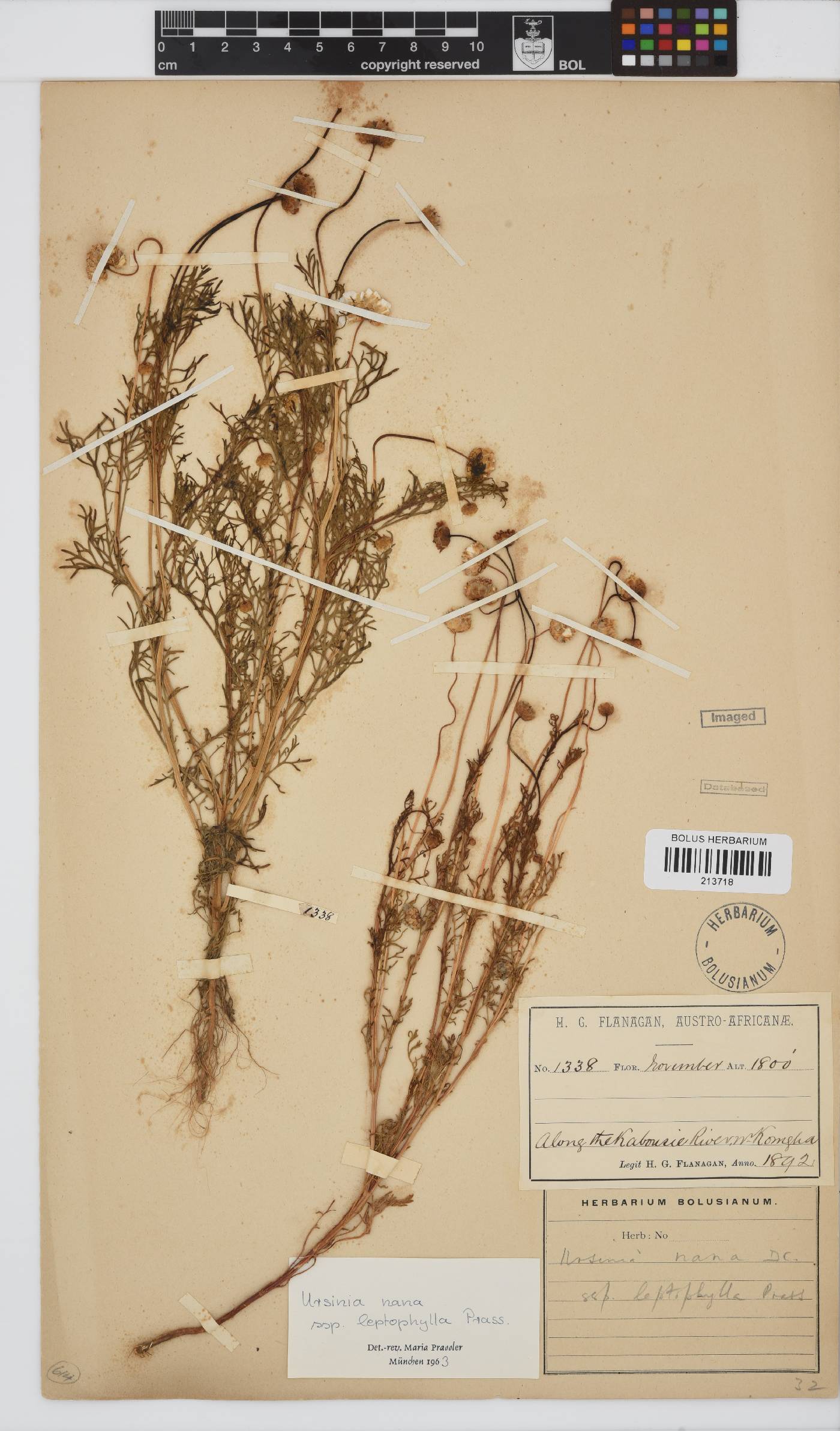 Ursinia nana subsp. leptophylla image