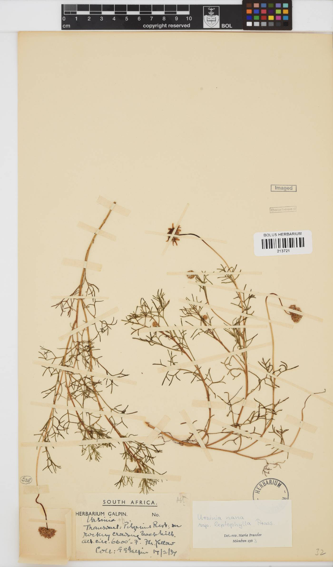 Ursinia nana subsp. leptophylla image