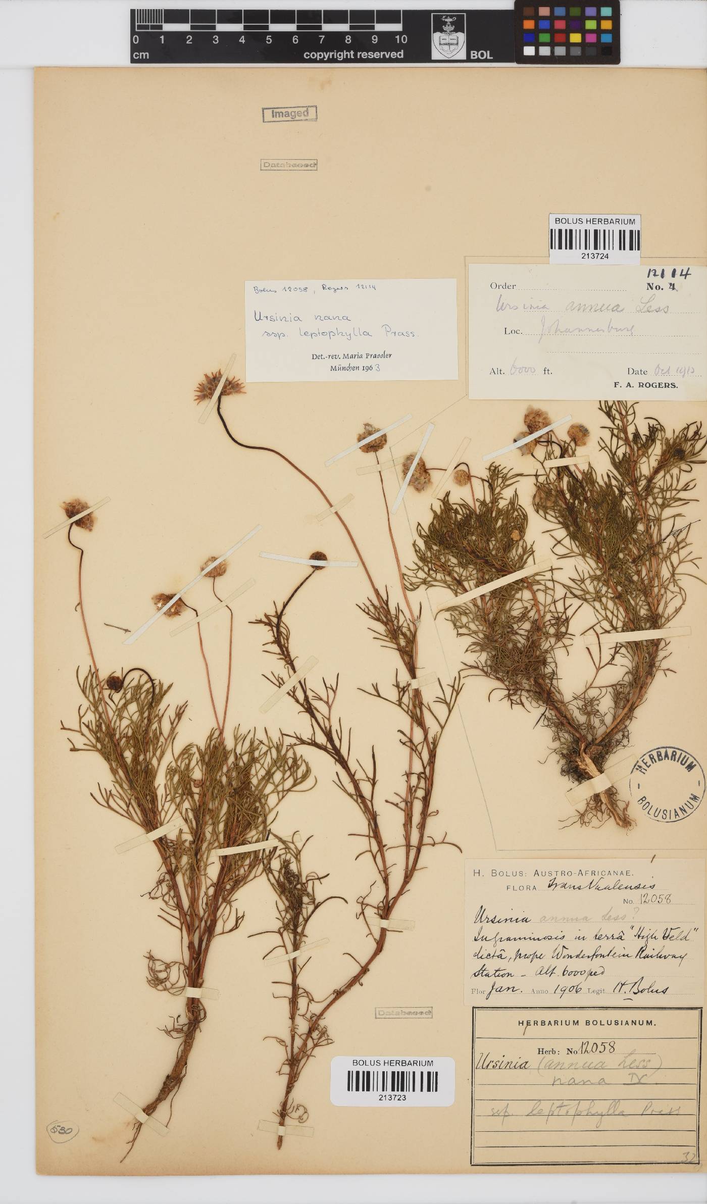 Ursinia nana subsp. leptophylla image