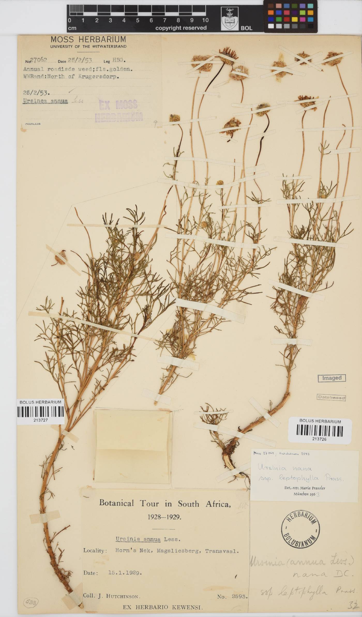 Ursinia nana subsp. leptophylla image