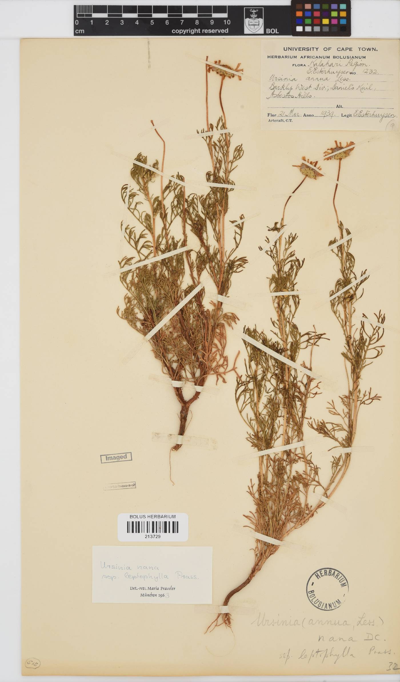 Ursinia nana subsp. leptophylla image