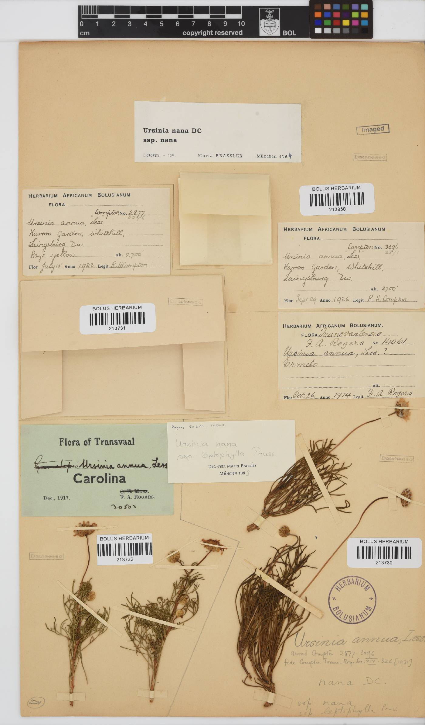 Ursinia nana subsp. nana image