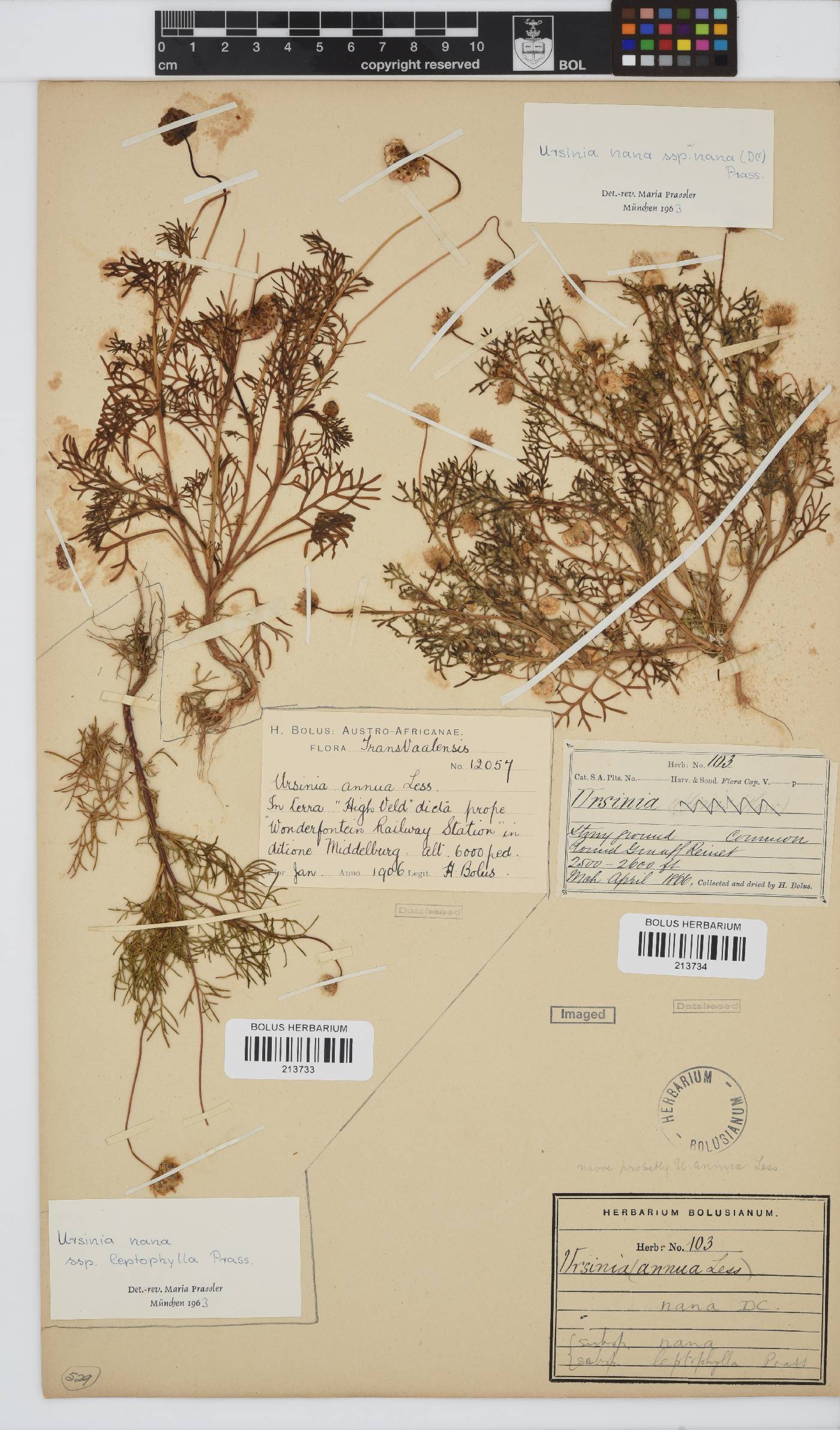 Ursinia nana image