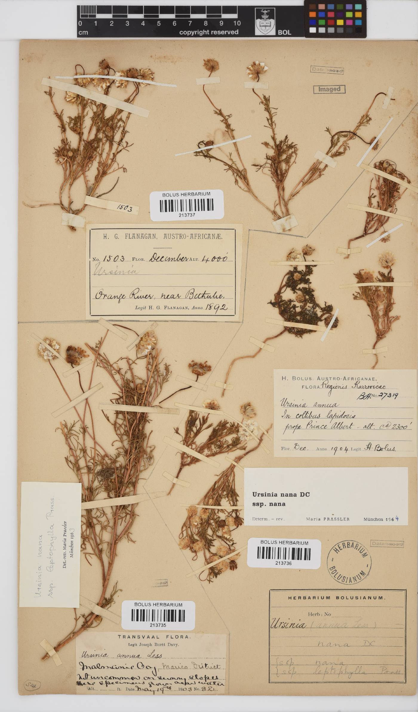 Ursinia nana subsp. nana image