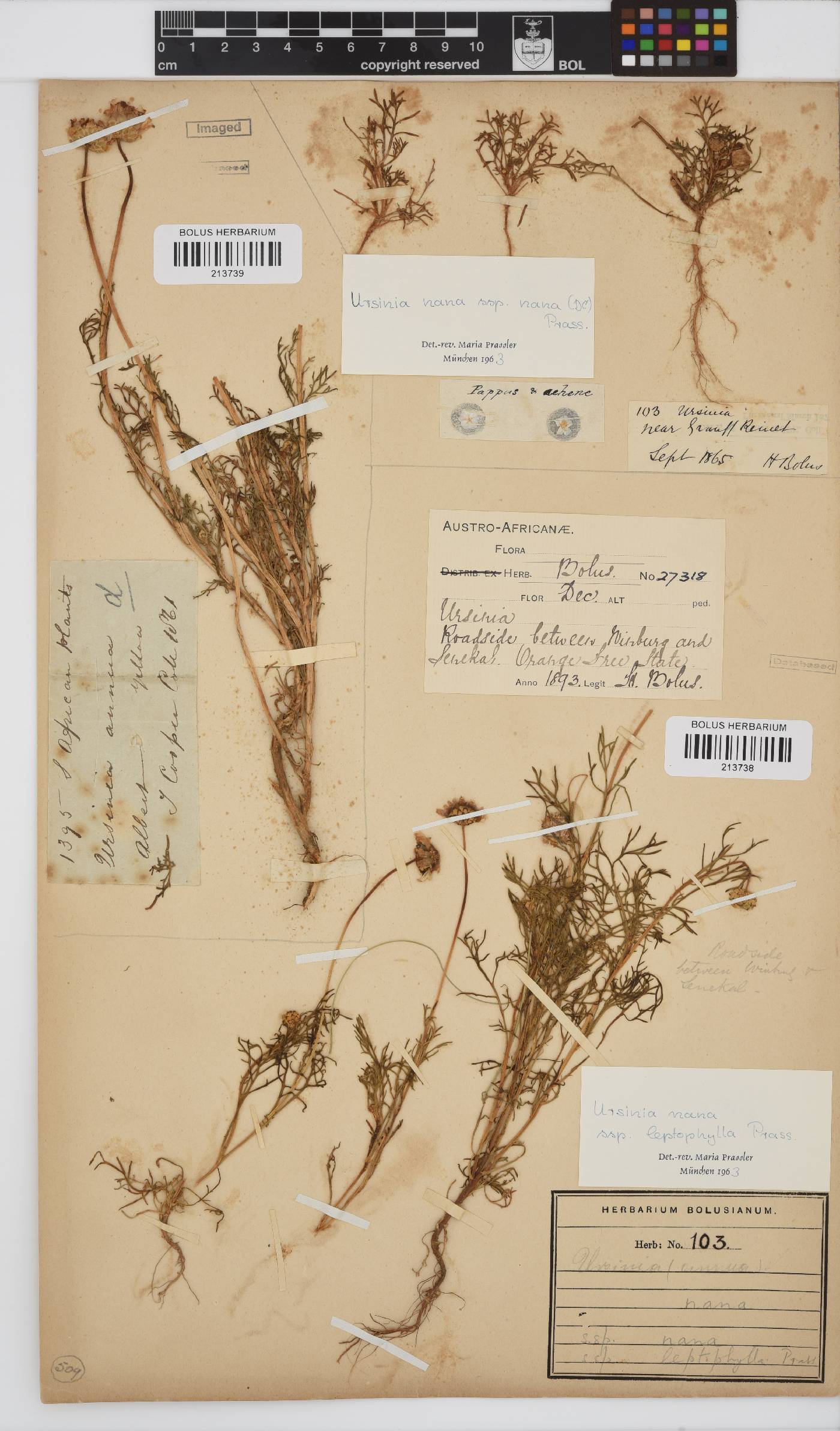 Ursinia nana subsp. leptophylla image