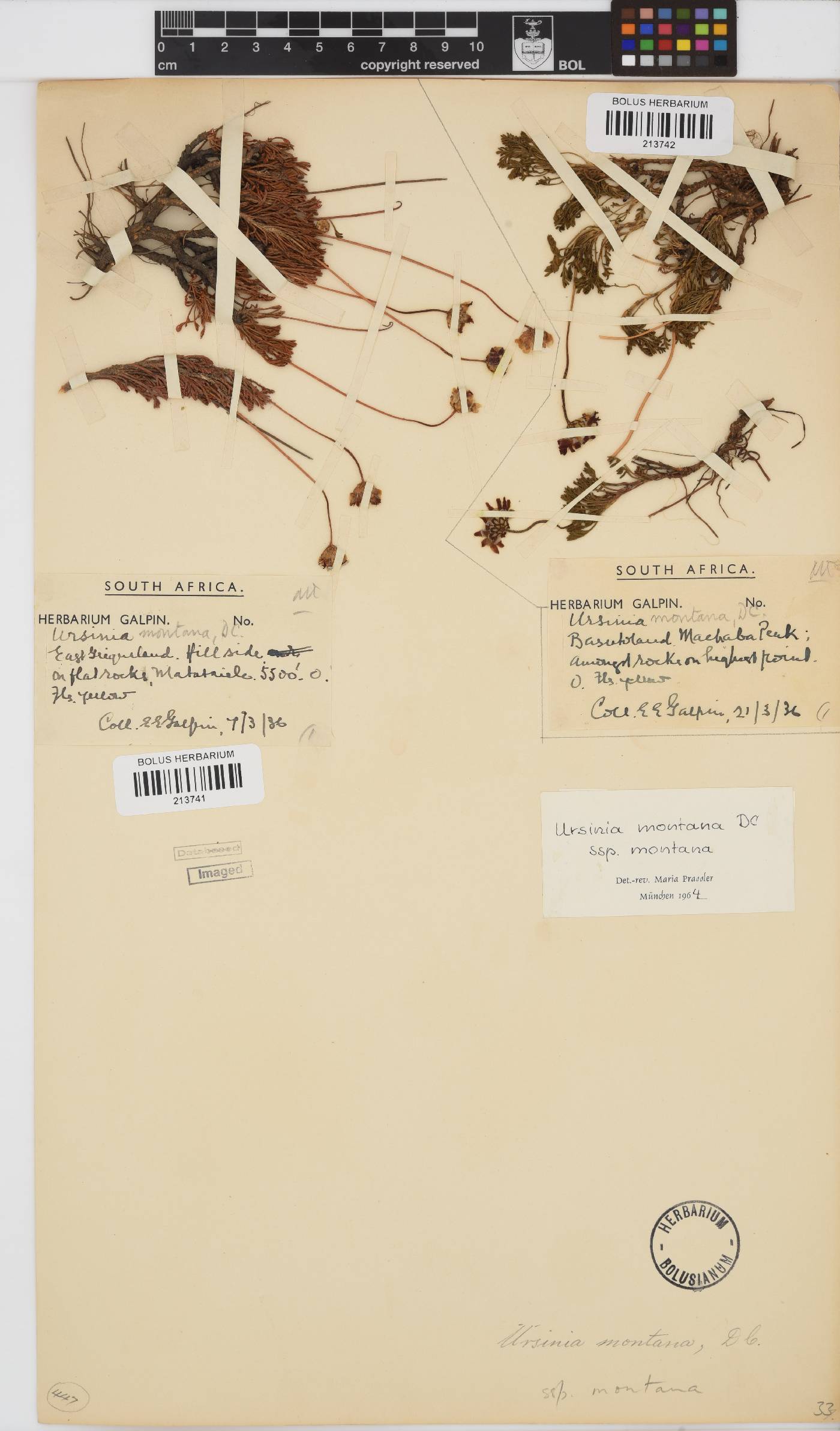Ursinia montana subsp. montana image