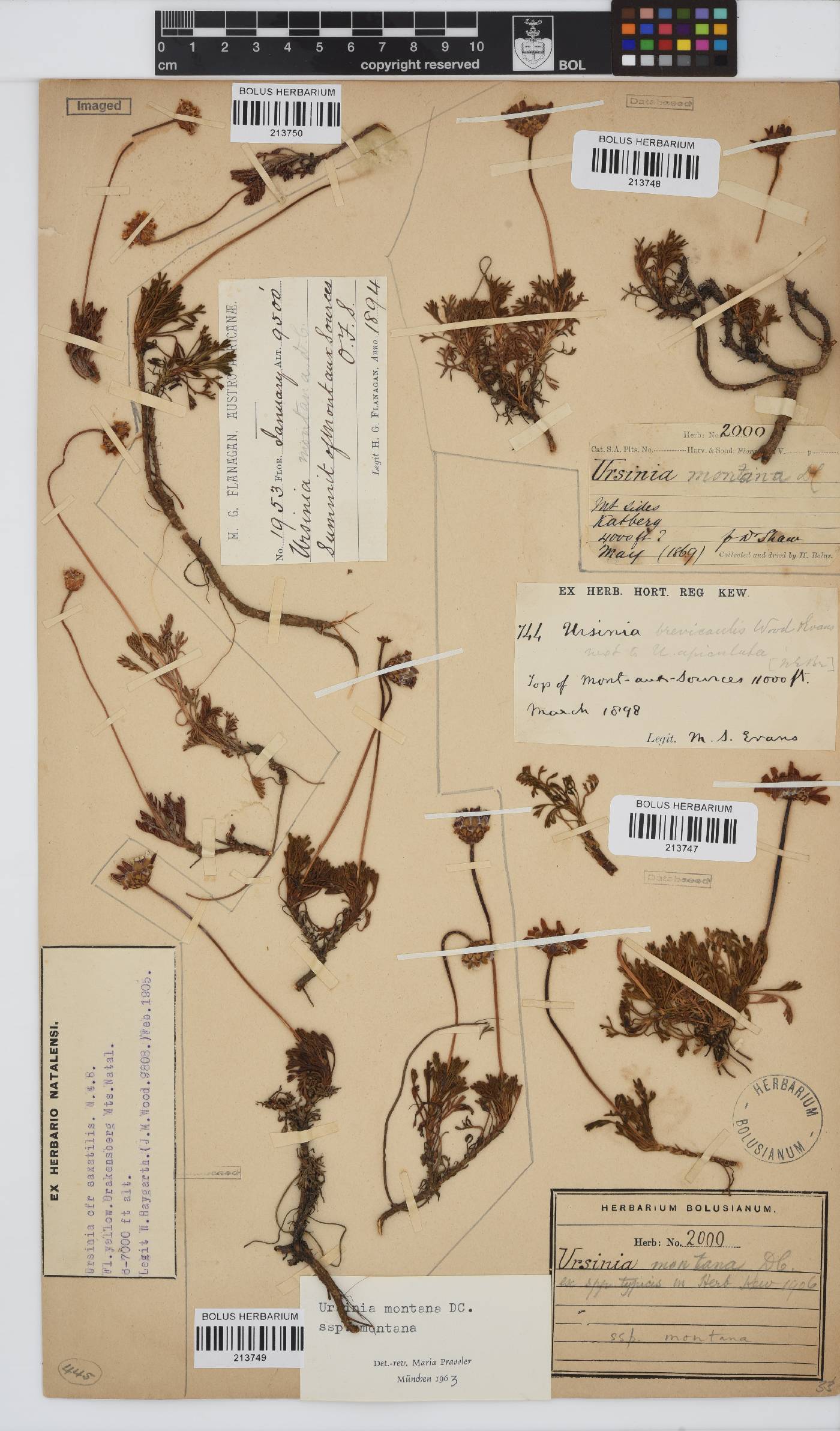 Ursinia montana subsp. montana image