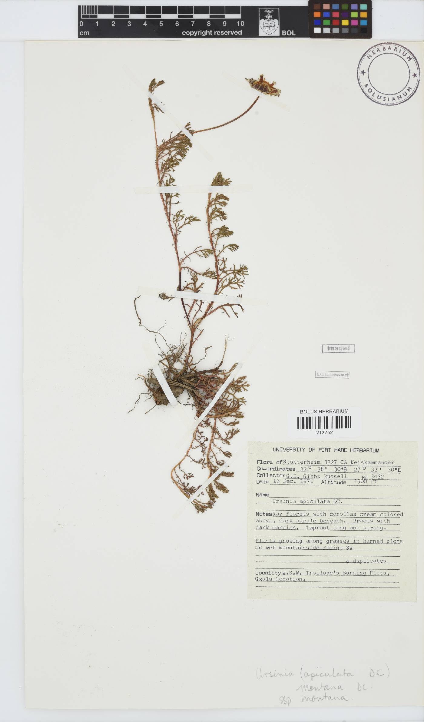 Ursinia montana subsp. montana image