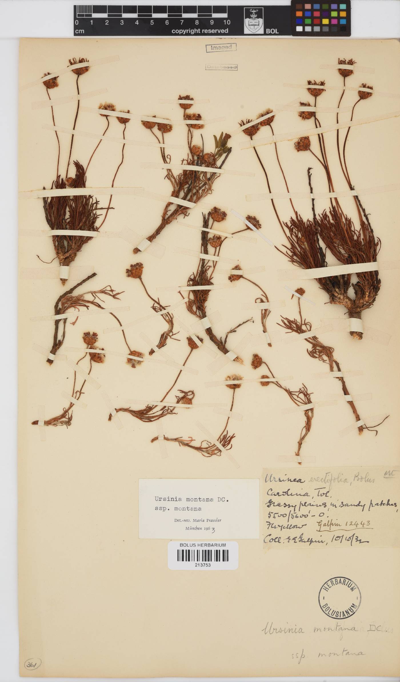 Ursinia montana subsp. montana image