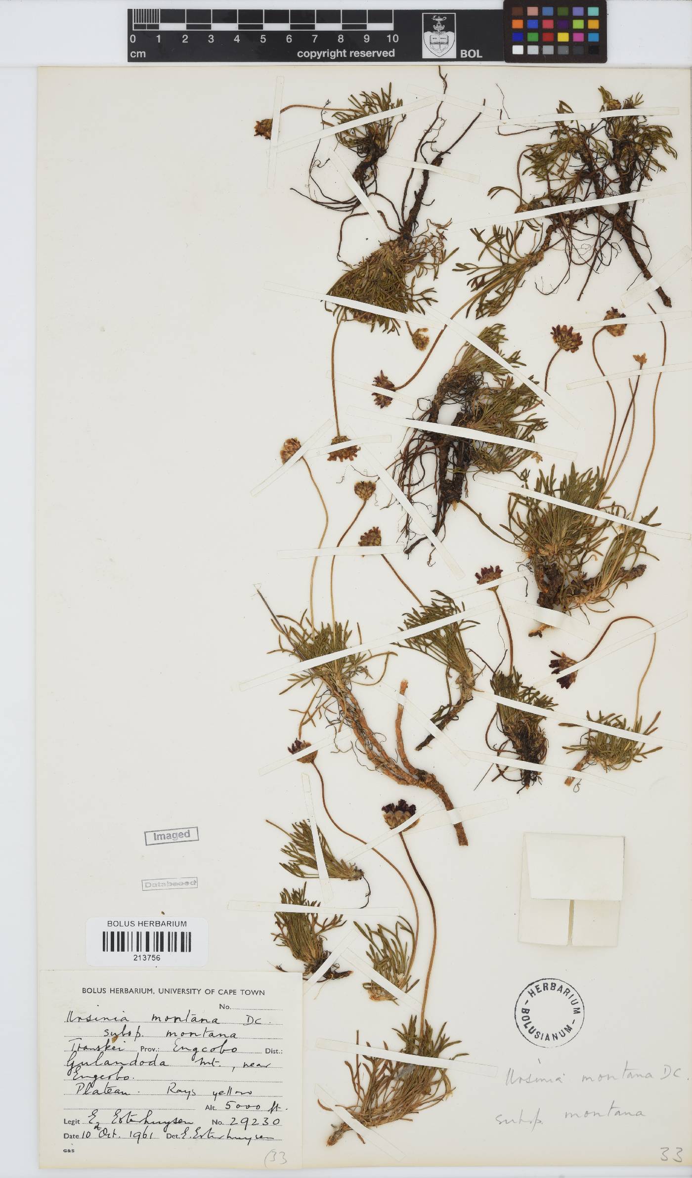 Ursinia montana subsp. montana image