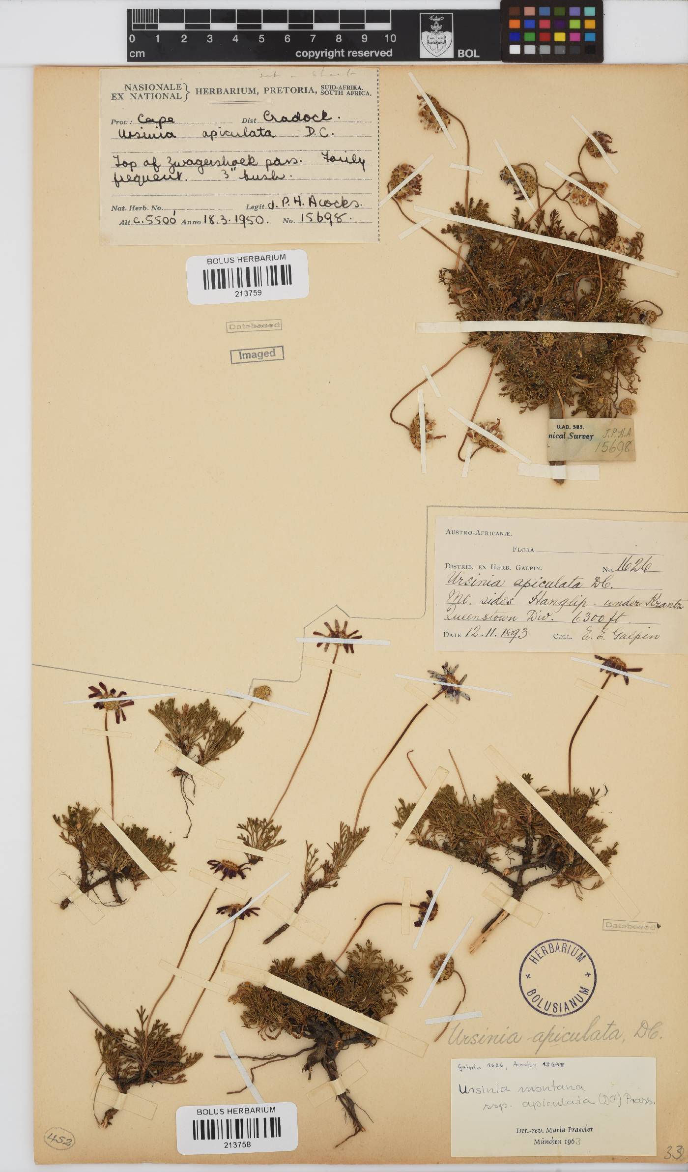 Ursinia montana subsp. apiculata image