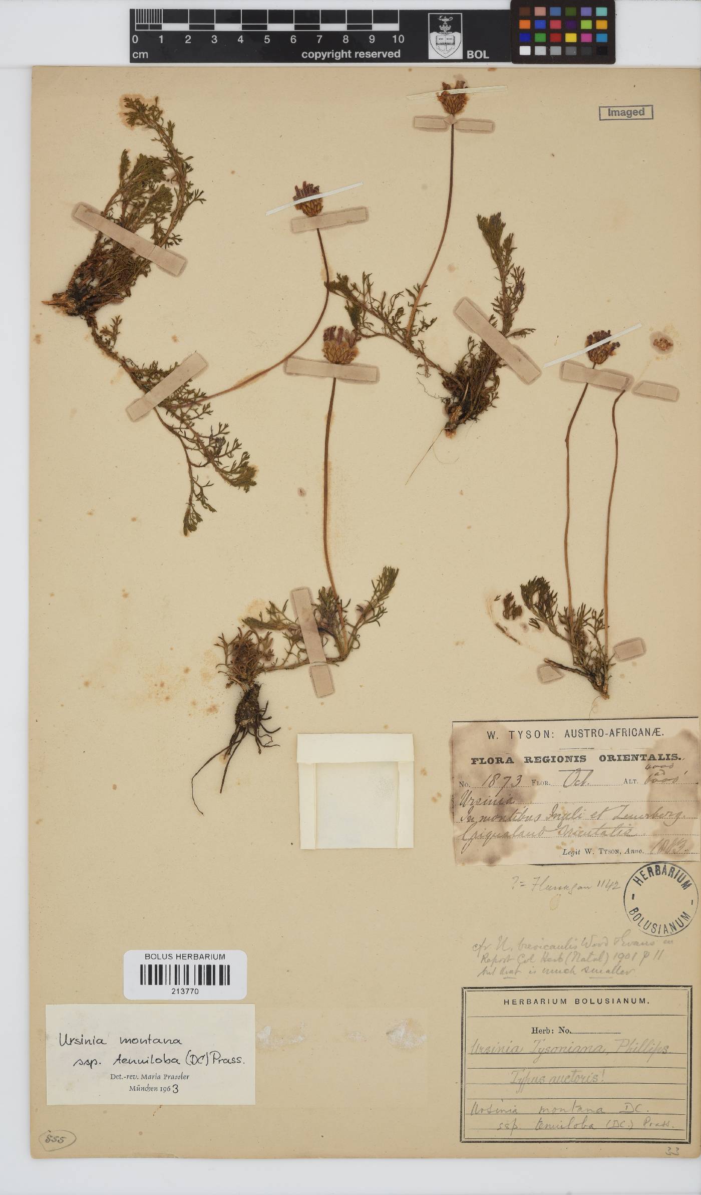 Ursinia tenuiloba image