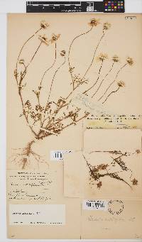 Ursinia cakilefolia image