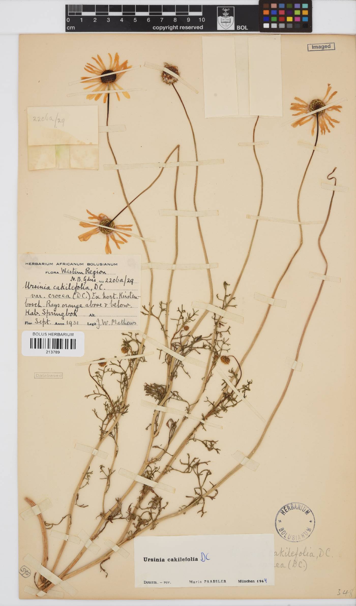 Ursinia cakilefolia image