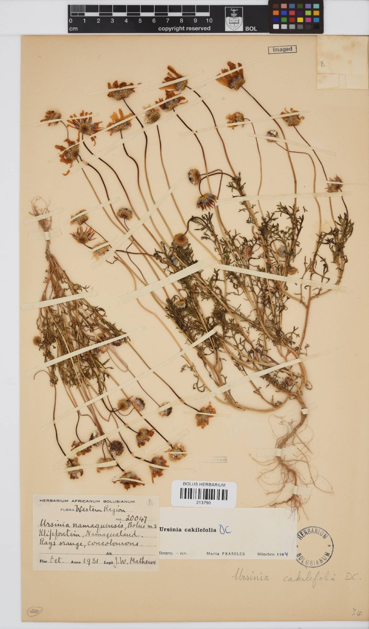 Ursinia cakilefolia image