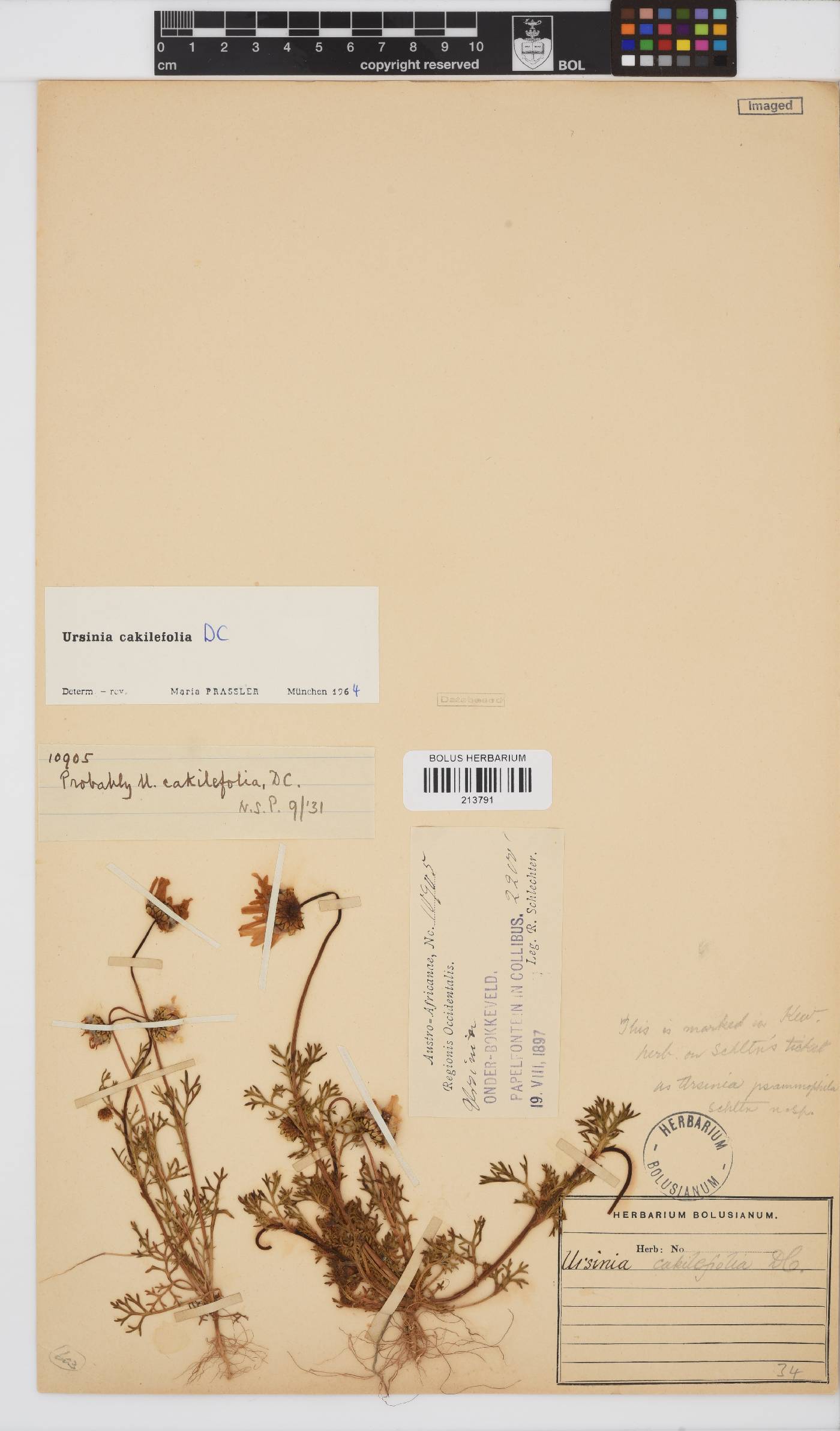 Ursinia cakilefolia image