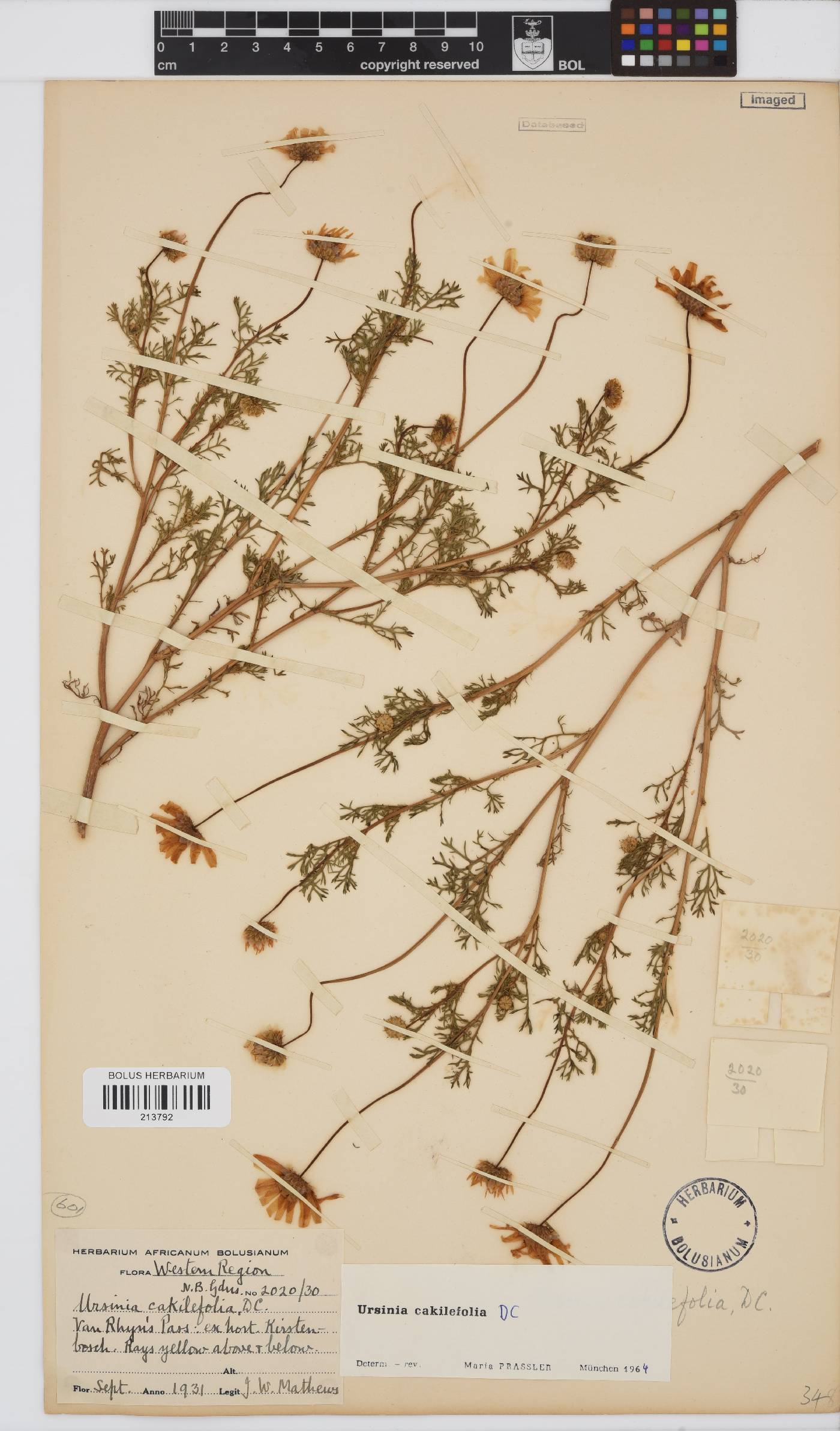 Ursinia cakilefolia image