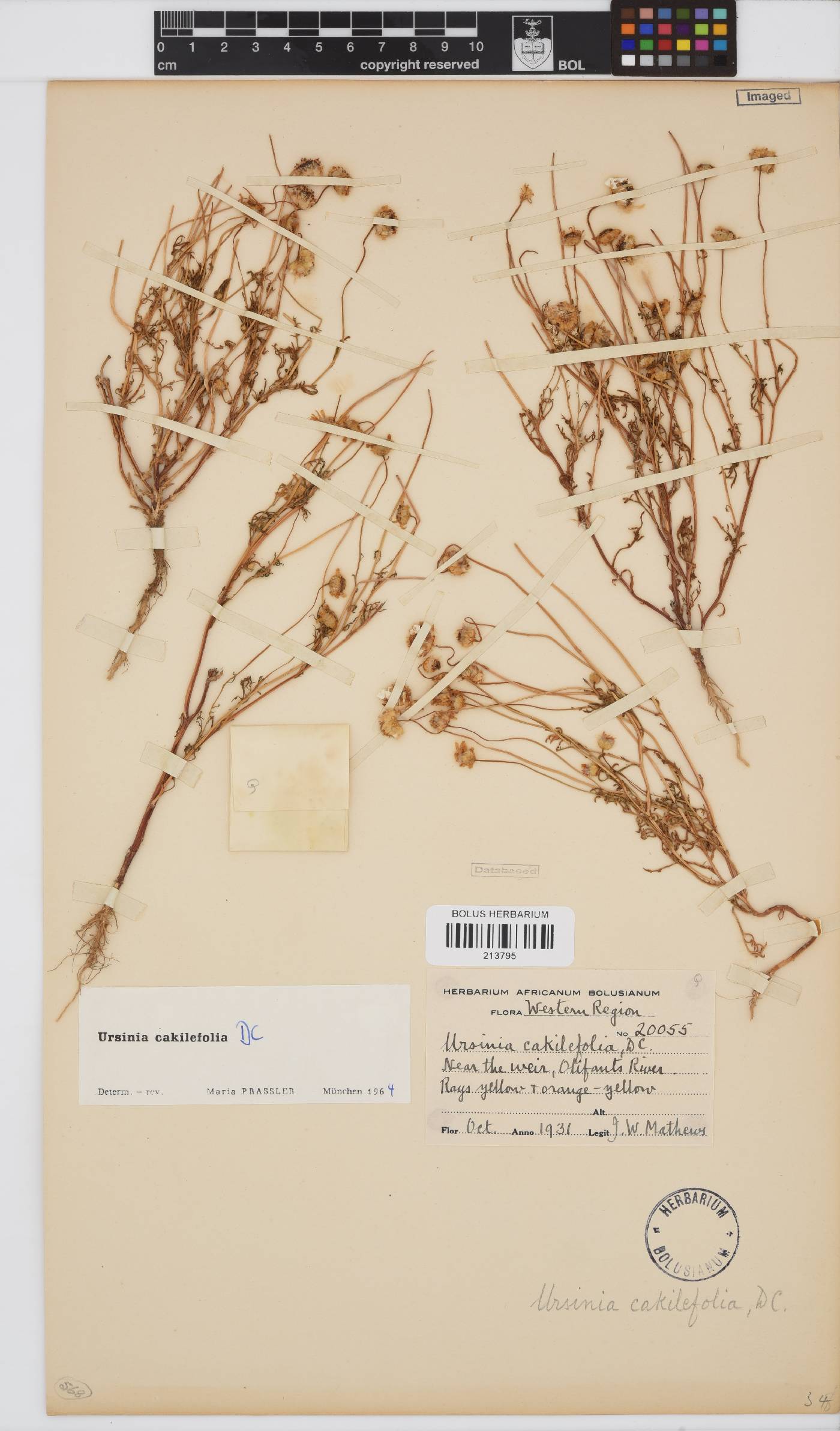 Ursinia cakilefolia image